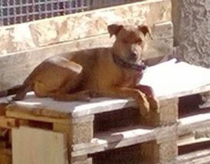 Jack, il cucciolo smarrito a Pianoscarano