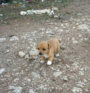 Cucciola cerca casa