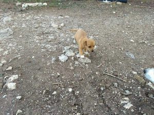 Cucciola cerca casa