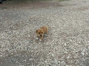 Cucciola cerca casa