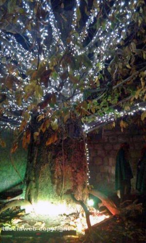 L'albero magico a palazzi degli Alessandri 