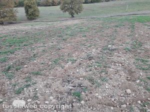Marta - I cinghiali devastano i campi dell'azienda agricola Le Macine