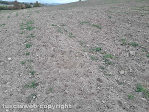 Marta - I cinghiali devastano i campi dell'azienda agricola Le Macine