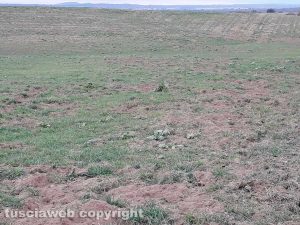 Marta - I cinghiali devastano i campi dell'azienda agricola Le Macine