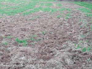 Marta - I cinghiali devastano i campi dell'azienda agricola Le Macine