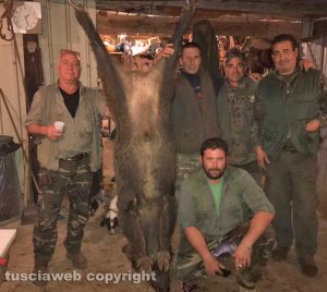 Monte Romano - Il cinghiale catturato da Massimo Cornacchia