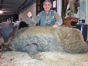Monte Romano - Il cinghiale catturato da Massimo Cornacchia