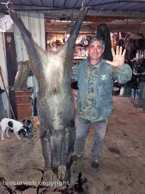 Monte Romano - Il cinghiale catturato da Massimo Cornacchia