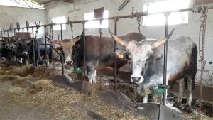 Fattorie aperte nel Lazio