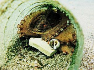 Ambiente - Il progetto di Cirspe e Costa Crociere Foundation