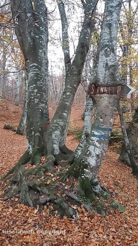 Vetralla - "Albero di faggio si 'mangia' un cartello stradale"