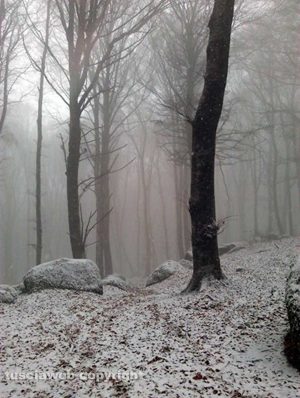 Soriano nel Cimino - La Faggeta imbiancata 