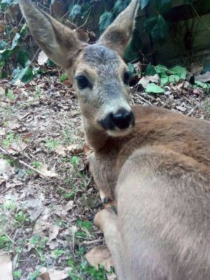 Bamby