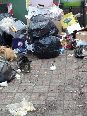 Valentano - Villaggio i Felceti nel degrado