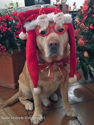 Un cane vestito da Babbo Natale