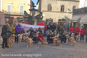Viterbo - La città invasa dai golden retriever
