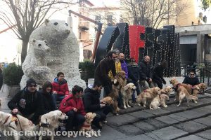 Viterbo - La città invasa dai golden retriever