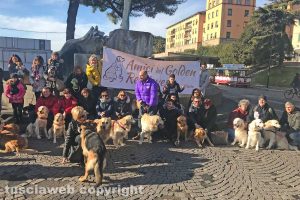 Viterbo - La città invasa dai golden retriever