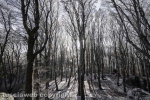 Neve sulla Faggeta