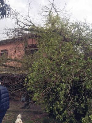Sutri - Albero piomba su una casa