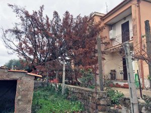 Civita Castellana - Albero piomba su una casa