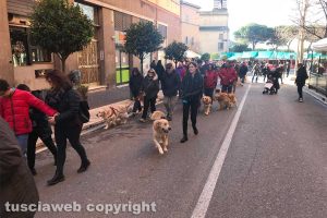Viterbo - La città invasa dai golden retriever