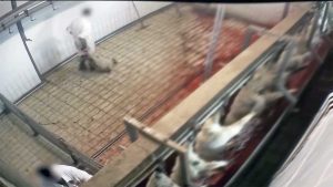 Viterbo – Gli agnelli nel mattatoio ripresi dalle telecamere di Animal Equality