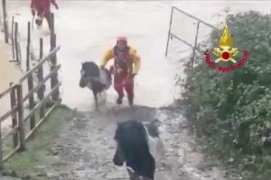 Terni - I vigili del fuoco salvano 5 pony