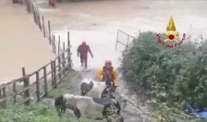 Terni - I vigili del fuoco salvano 5 pony