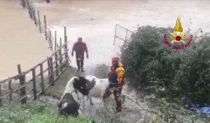 Terni - I vigili del fuoco salvano 5 pony