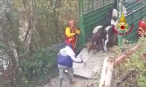Terni - I vigili del fuoco salvano 5 pony