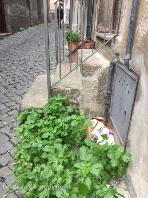 Viterbo - Rifiuti e degrado in via del Ponticello