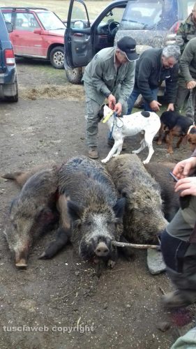 Il cinghiale abbattuto a Vetriolo