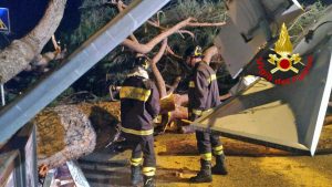 I pini crollati in via Cola di Rienzo 