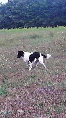 Il setter Arrigo