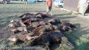 Tuscania - Caccia al cinghiale per i cacciatori dell'azienda faunistico-venatoria Pantalla