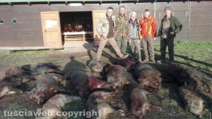 Tuscania - Caccia al cinghiale per i cacciatori dell'azienda faunistico-venatoria Pantalla