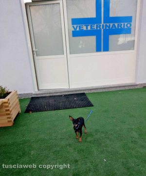 Lili alla clinica veterinaria sulla Cassia, loc. Vico Matrino
