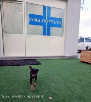 Lili alla clinica veterinaria sulla Cassia, loc. Vico Matrino