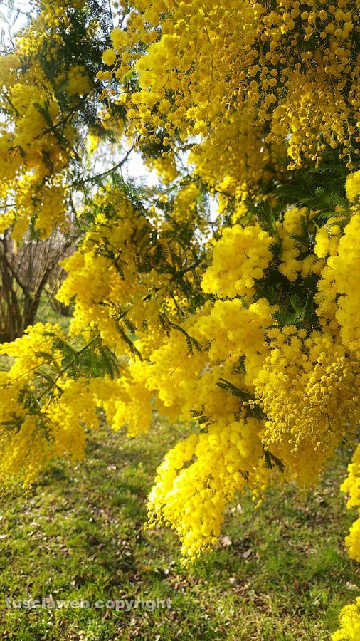 Vallerano - Mimosa in fiore il 28 gennaio