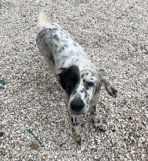 Il cane trovato a Riello