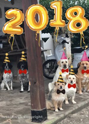 Cani vestiti a festa per il 2018