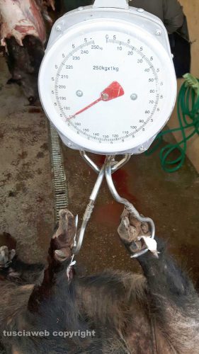 Abbattuto cinghiale di 170 kg a Vetriolo