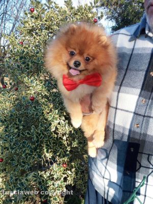 Un cagnolino "conciato per le feste"