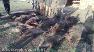 Tuscania - Caccia al cinghiale per i cacciatori dell'azienda faunistico-venatoria Pantalla
