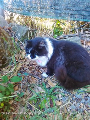 Vitorchiano - Daisy, la gattina cieca che si è smarrita