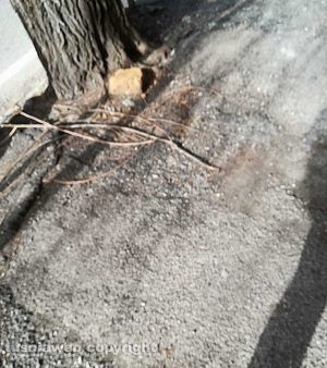Viterbo - Asfalto rovinato in viale Raniero Capocci