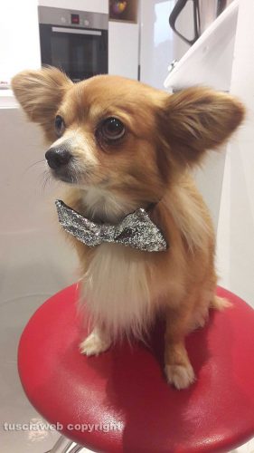 Il cagnolino Biagetto