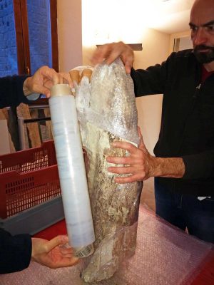 Bagnoregio - Le zanne dell'elefante primitivo pronte per il restauro