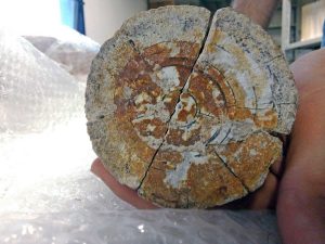 Bagnoregio - Le zanne dell'elefante primitivo pronte per il restauro